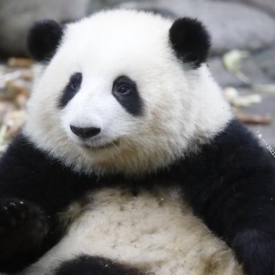 🗼パンダが大好き | 和花ちゃんを溺愛🌼🐼🌿 | 北辰くん🍀 福菀・福茹Twins見守り隊🍀 | 海外&韓国エンタメ🇺🇸🇰🇷 | 東方神起♡Bigeast ❤ 정윤호❤ ユノペン | エロアカは🆖🙅‍♀️