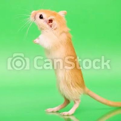 natynkauwu's profile picture. life is awesome, i confess