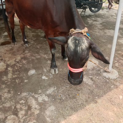 NIRAJKU12525296's profile picture. 