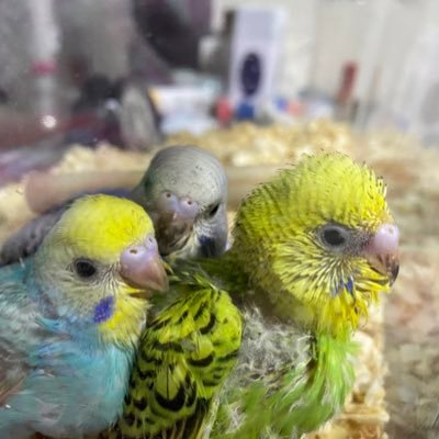 merry0120tw's profile picture. フクモモ、セキセイインコx3と一緒に生活してます🐦週末はヨークシャーテリアも🐶