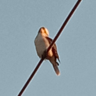 BamMcfox's profile picture. Original jokes only from me. Not to be taken seriously. 
I beep boop at every mention of bots.