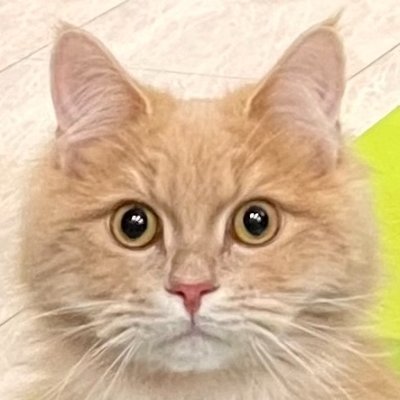 ボケじいさん?No〜No~No!!!猫じいさんだにゃ♪🐈 相互フォロー100%、かゆい所に手が届く、猫の手も借りたい、そんな考察 目指してるニャ♪