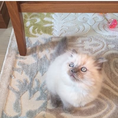 LaviniaDeMaria1's profile picture. Nefrolog