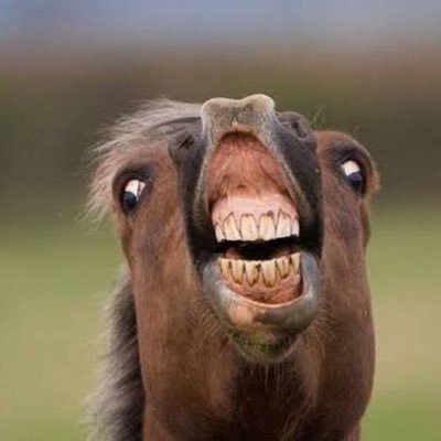 HotelTorima's profile picture. 山形住みー ⚠️堕落していきてきいたい今日この頃 ジブリみてーな 紅の豚になりたい🐽 カカオもできるよー