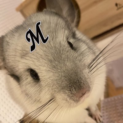 興味関心多すぎ ポジしかない ストライクゾーン広め 同棲中w/チンチラ🐭3歳♂はーちゃん Marketing en/es/fr 無言フォロー失礼します&歓迎 千葉ロッテ⚾️試合中うるさくなりがち🙇🏻‍♀️ 宝塚月担🌙 中に小さいおじさんが入ってる女性です🥹