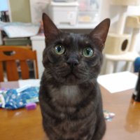 しーば (@ns484848) 's Twitter Profile