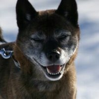 甲斐柴クマ (@6rvwdbtgmx1ulbc) 's Twitter Profile Photo 甲斐柴クマ (@6rvwdbtgmx1ulbc) 's Twitter Profile Photo