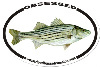 striped bass obsession is one of the fastest growing fishing information forums around and its free.