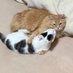 ねこと暮らす男 (@hajimetenekoman) Twitter profile photo ねこと暮らす男 (@hajimetenekoman) Twitter profile photo