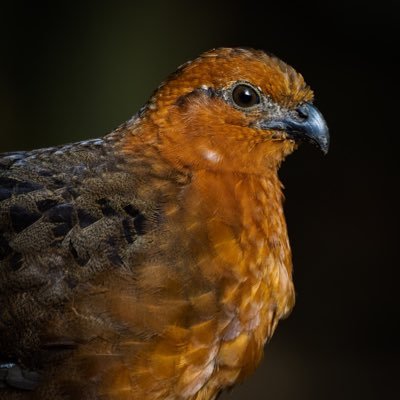 Nature Reserve Top #birdwatching destination in Colombia📷🇨🇴 Home of the Chestnut Wood-Quail ¡Ven a pajarear con altura al bosque de niebla!🏞 Reserva previa