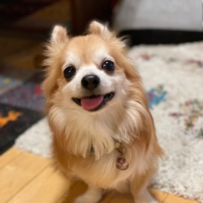 torigoe_0813's profile picture. 