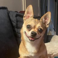 Leo the Chihuahua 🐶🇺🇸🇨🇴🗽 (@mrm278) 's Twitter Profile