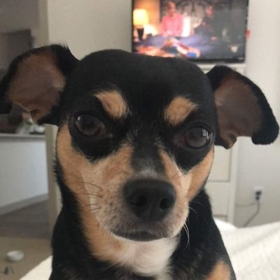 Achenrocker πΊπΈπ¨π± Profile