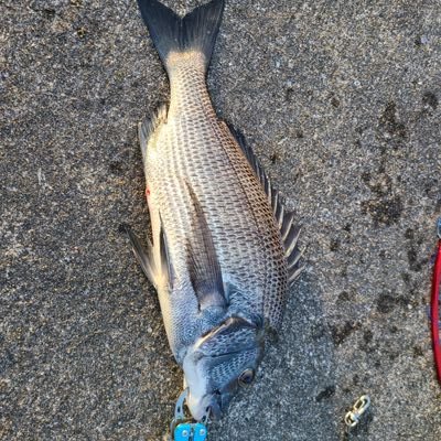 p6bDSPyVLLt3z8u's profile picture. Twitter初心者

昨年から海釣りを始めました