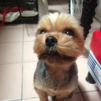 Chen Han (@chenhan42586846) 's Twitter Profile