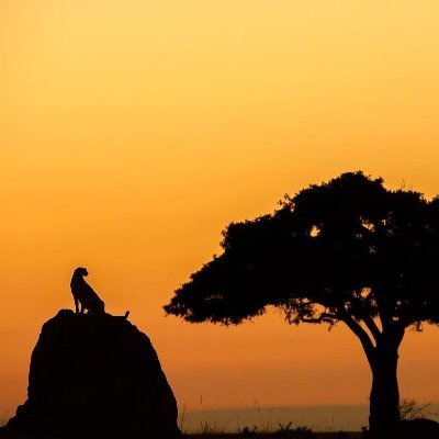 Great900The's profile picture. Proudly Kenyan.