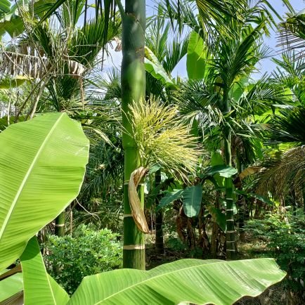 PremkumarChava4's profile picture. Mechanical Engineer, Farmer, Advocate, Patriot, Hindu