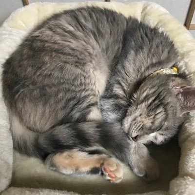 tanaotobunko's profile picture. 元書店員。時々古本市、レコード市なんかに出現します。 イベント出店などお誘いお待ちしています。