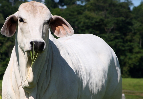 buscamos un equilibrio de ganancias de peso, habilidad materna, fertilidad y caracterización racial de las razas Brahman, Brahman rojo, Guzerá y sus cruces