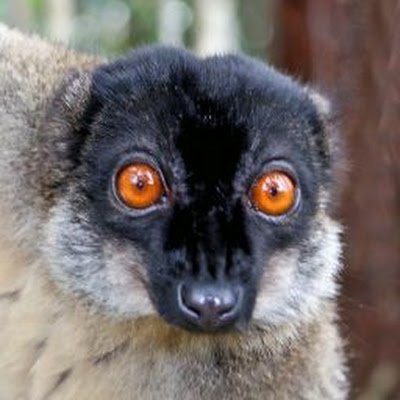 schweinegruetze's profile picture. 