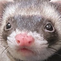 たるとたたん (@taruto_53) 's Twitter Profile Photo