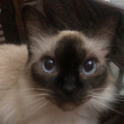 kelpicita's profile picture. Zareloca ECDQEMSD