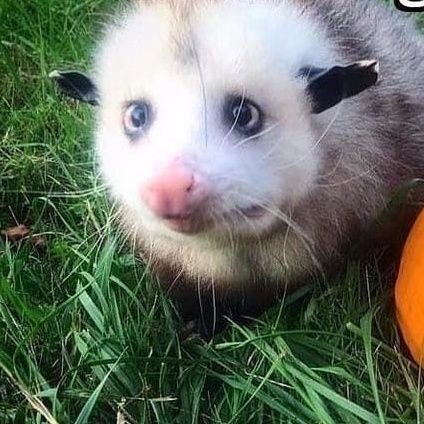 Deswagger123's profile picture. 