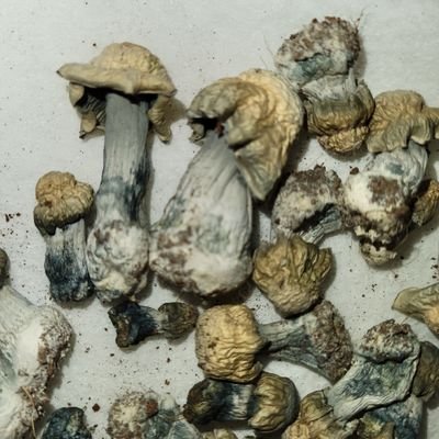 Db24k1's profile picture. Precious Metal Hoarder Crypto Crazed Enthusiast.