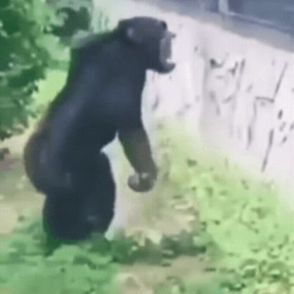 Chimpyfil_'s profile picture. I build & fix things; truly enjoy figuring out how everything works. Always loved history. ...the secret is: bang the rocks together.