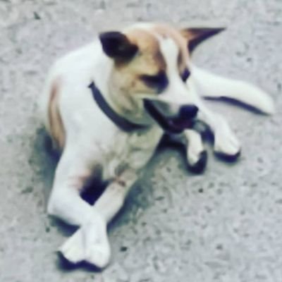 BigDo_G3370's profile picture. เป็นหมาหล่อครับ
หมาขี้เหงา