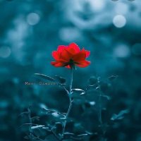 eman2__7๐ฏ๐ด๐ช๐ฌ (@eman2__7) 's Twitter Profile