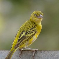 Nomad_Birder (@nomad_birder) Twitter profile photo