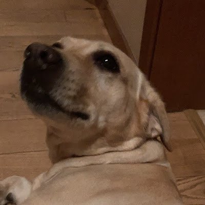 liltigerqwq's profile picture. b ru h h h