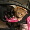 elsa_gang's profile picture. Hello, we is Elsa (Orange tabby D.O.B April 2015) Oreo (black/white D.O.B July 2018) and Zoey (white and orange D.O.B June 2019). Elsa/Oreo also #hedgewatchers.