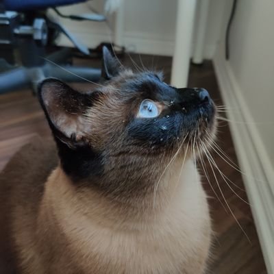 mkt350_w's profile picture. Love Cats, food and anime. I do love my contests