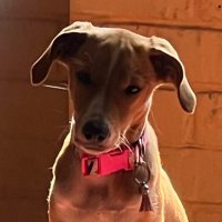 Json (@json_nc) 's Twitter Profile