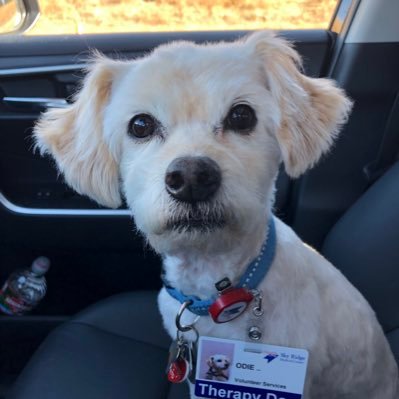 Love walks, visiting folks at hospital, watching Rockies with Mom and chewing up toys!