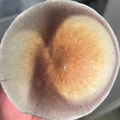 STL area mutual aid project. collaborative: the fungus faithful - farmers & facilitators committed to mental & spiritual exploration - research - activism