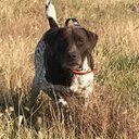 Chuck Leonard - @TimbercreekPups - Twitter