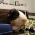 Gizmo D. Guineapig (@gizmo_ur) Twitter profile photo Gizmo D. Guineapig (@gizmo_ur) Twitter profile photo
