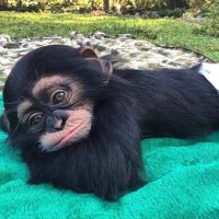 RAHciachCRYPTO (@rah867) 's Twitter Profile