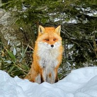 Hokkaido Dreamin'🇦🇺🇯🇵 (@dadsweb67) 's Twitter Profile Photo Hokkaido Dreamin'🇦🇺🇯🇵 (@dadsweb67) 's Twitter Profile Photo