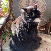 Memory the beautiful tuxedo cat(@MemoryTuxedo1) 's Twitter Profile Photo
