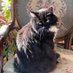 Memory the beautiful tuxedo cat (@MemoryTuxedo1) Twitter profile photo