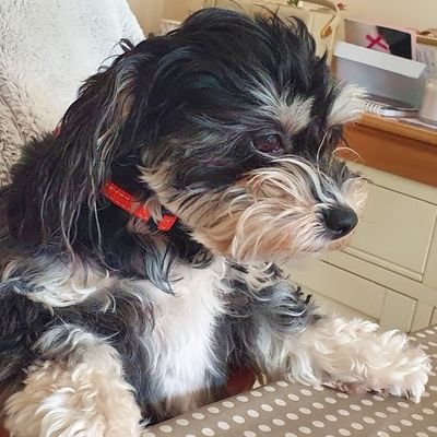 work in the logistics sector. have worked for major multinational organisations. Like dogs (have 7) like karate, been practicing for 40+ years still crap at it