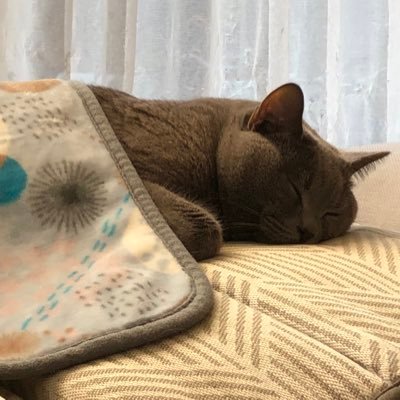 🌸🗻 🐰🏍💛 読書とVRChatとコーヒー。 シャルトリューとの静かめな日常と、少しのオタク。 のんびり気のまにまに。超かぐや姫!に脳を焼かれたひとり