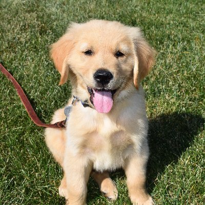 The goodest golden boy with his own YouTube channel! https://t.co/6mr5PP1qXM