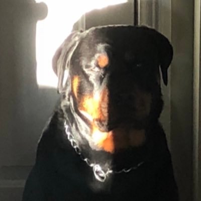 rottdaddi Profile Picture