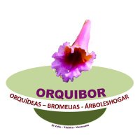 ORQUIBOR. Orquídeas, Bromelias y Arboleshogar(@orquibor) 's Twitter Profile Photo
