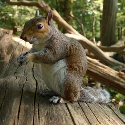 SleveMcBeanut's profile picture. Not an actual squirrel